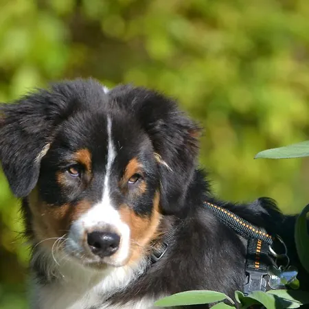 Stadlbauerguetl * לאוגנג