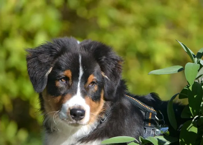 Stadlbauergütl * Leogang